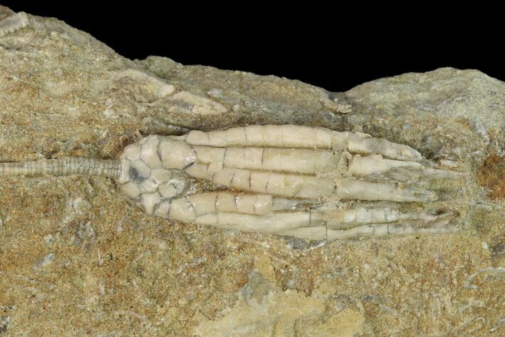 Two Fossil Crinoids (Ulrichicrinus & Scytalocrinus) - Indiana #148993